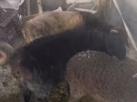 Kambing jantan, Hissar sheep — foto 5