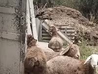 مینڈھا, Hissar sheep — تصویر 2