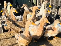 Ducks — foto 1