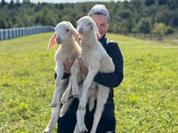 Ram, Assaf sheep — photo 3
