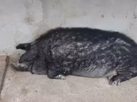 Vind jumate din porcină de mangalița — foto 1