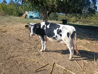 Kuh, Russian Black pied cattle — Foto 1