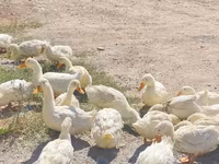 Ducks — عکس 3