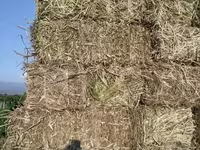 Կորնգանի խոտի տուկ — புகைப்படம் 4
