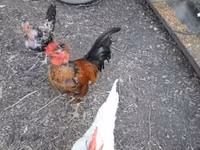 Chickens — fotografija 6