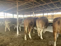 گاو ماده, Simmental cattle — عکس 4