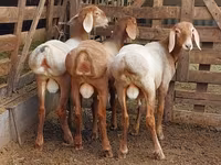 मेढ़ा, Arashan sheep — फ़ोटो 6