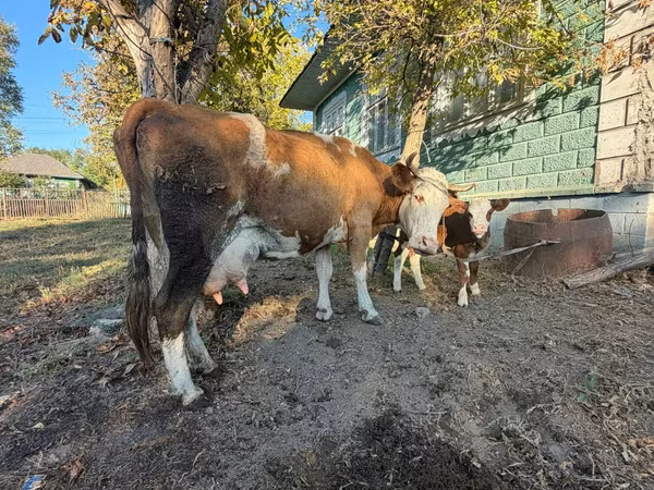 گاو ماده, Simmental cattle