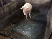 Locha, Świnie — zdjęcie 1