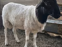 Koç, Dorper sheep — foto 2