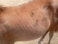 اسب نر, اسب — عکس 4