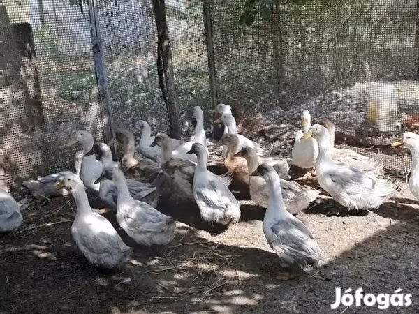 Ducks