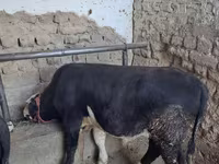 گاو نر, آبرادین-آنگوس — عکس 3