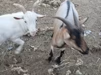 Goat, Goats — photo 2