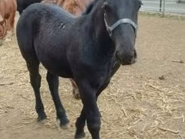 Hingst, Hungarian horse breed