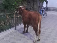 Lembu jantan, Cattle — foto 5
