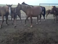 Kobyła, Horse breed — zdjęcie 6
