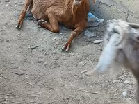 ছাগল, ছাগল — ছবি 7