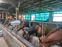 Cavalo, Cavalos — foto 4