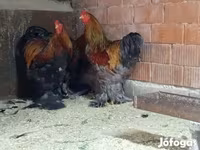 Brahma — foto 1