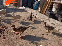 مسکوی خانگی — عکس 4