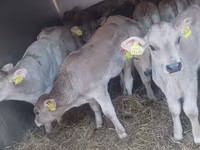 วัวตัวผู้, Simmental cattle — รูปภาพ 8