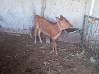 Vacă, Bovine — foto 1