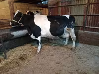 Tehén, Latvian Blue cattle — 1. fotó