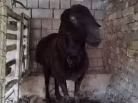 Ram, Arashan sheep — foto 4