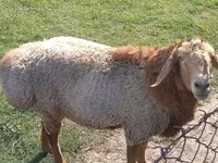 Beran, Arashan sheep — foto 4
