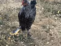 Chickens — ፎቶ 3