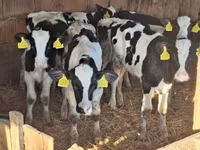 ወንድ በሬ, Holstein breed — ፎቶ 3