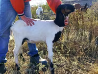 Koza, Nubian Goat — zdjęcie 2
