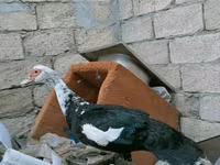 Ducks — foto 2