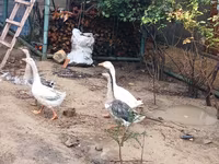 Geese — fotografija 1