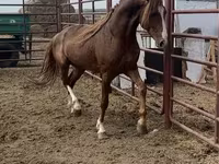 حصان, Arabian horse — الصورة 2