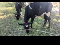 ላም, Holstein breed — ፎቶ 6