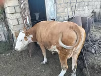 Vacă, Simmental cattle — foto 3