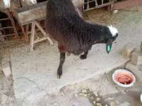 Vædder, Blackheaded Persian sheep — foto 7