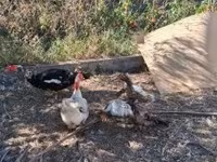 Ducks — sawirka 3