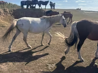 Klisna, Horse breed — foto 2