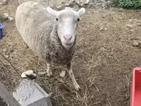 Ido, Australian merinos sheep — sawirka 2