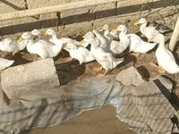 Ducks — รูปภาพ 1