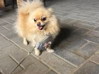 🐶 Satılır – Çox Şirin Dişi Pomeranian (Spitz) 🐶 2 yaşlı, dişi, çox — عکس 1