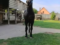 Kůň, Koně — foto 6