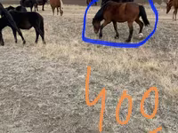 Азаргагүй морь, Horse breed — 3 зураг