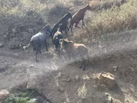 گھوڑا, گھوڑے — تصویر 3