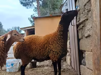 Beran, Blackheaded Persian sheep — foto 6