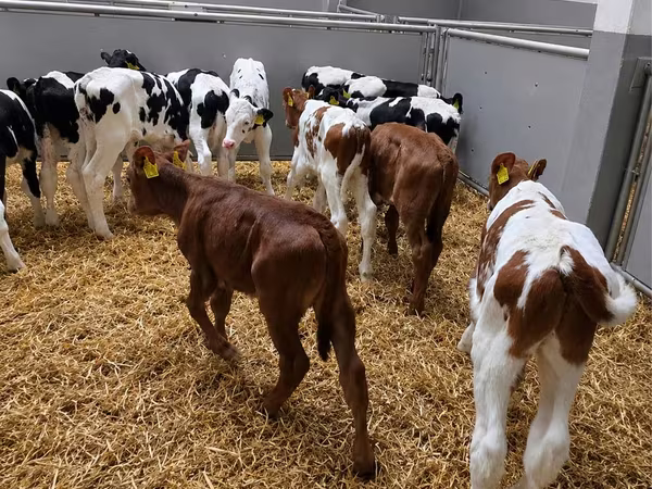 ثور, Russian Black pied cattle
