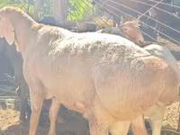 แกะตัวผู้, Rhon sheep — รูปภาพ 2